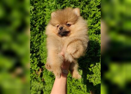 POMERANIAN WELPEN