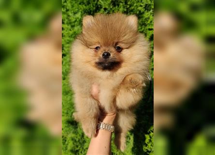 POMERANIAN WELPEN