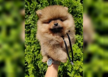 POMERANIAN WELPEN