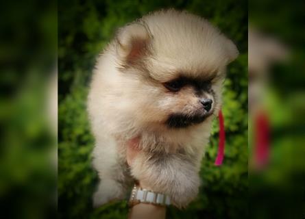 POMERANIAN WELPEN