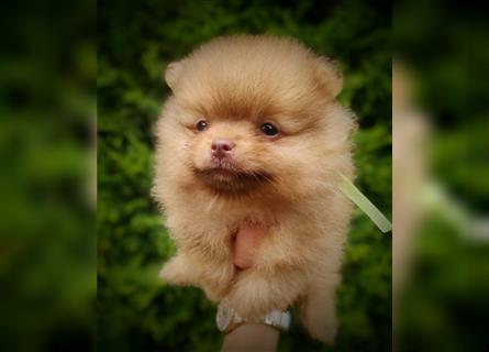 POMERANIAN WELPEN