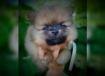 POMERANIAN WELPEN