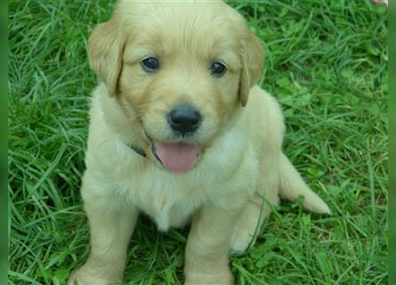 11 x Golden Retriever Welpen mit Ahnentafel