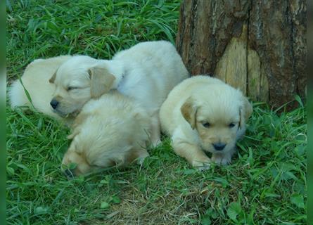 11 x Golden Retriever Welpen mit Ahnentafel