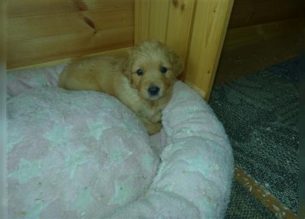 11 x Golden Retriever Welpen mit Ahnentafel