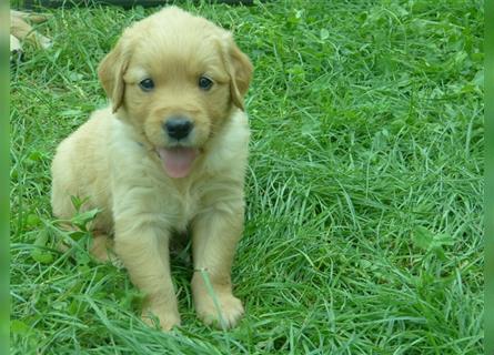 11 x Golden Retriever Welpen mit Ahnentafel