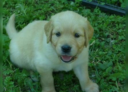 11 x Golden Retriever Welpen mit Ahnentafel