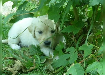 11 x Golden Retriever Welpen mit Ahnentafel