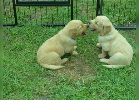 11 x Golden Retriever Welpen mit Ahnentafel