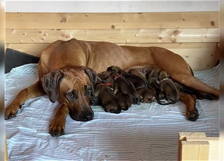 Rhodesian Ridgebacks Welpen sind da!