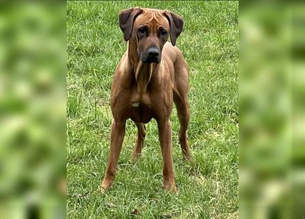 Rhodesian Ridgebacks Welpen sind da!