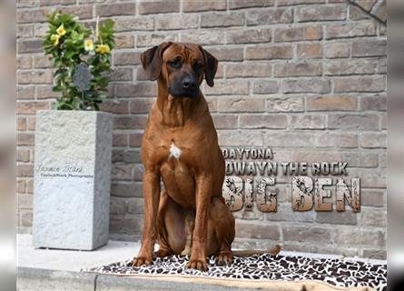 Rhodesian Ridgebacks Welpen sind da!