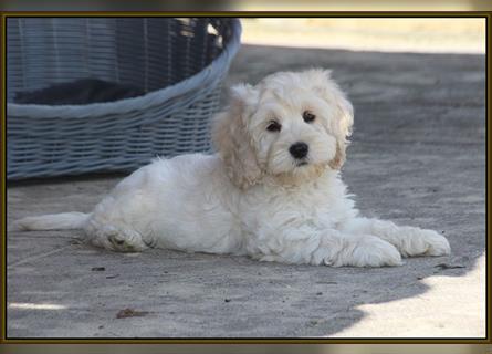 Cockapoo ! Bezaubernde Welpen aus langjähriger, bewährter u. überprüfter Haus/Familienaufzucht.