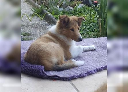 Collie Langhaar Welpe/ Mädel (am 24.04.24 geboren) sucht liebevollen Zuhause