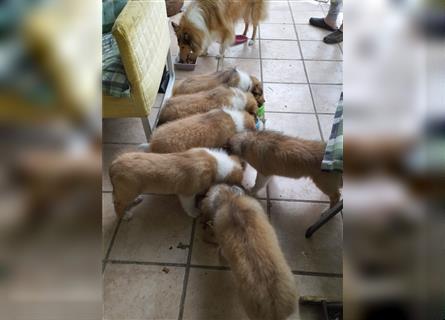 Collie Langhaar Welpen Mädel am 24.04.24 geboren suchen liebevollen Zuhause