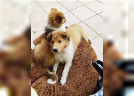 Collie Langhaar Welpen Mädel am 24.04.24 geboren suchen liebevollen Zuhause