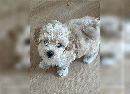 Maltipoo Welpen noch eine Hündin!