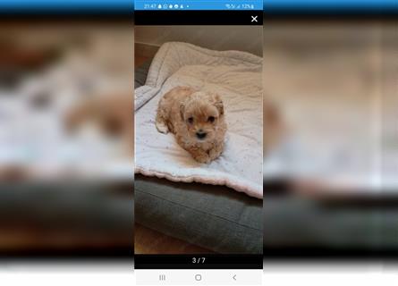 Maltipoo Welpen noch eine Hündin!