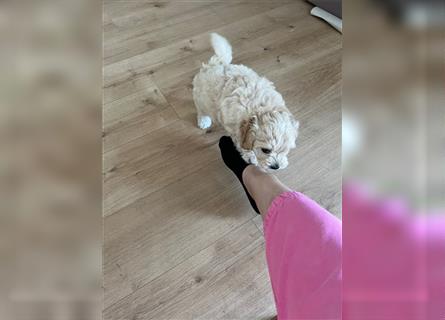 Maltipoo Welpen noch eine Hündin!