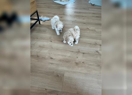 Maltipoo Welpen noch eine Hündin!