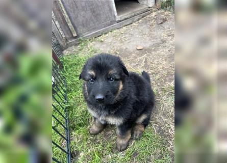 Schäferhund Welpen reinrassig