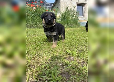 Schäferhund Welpen reinrassig