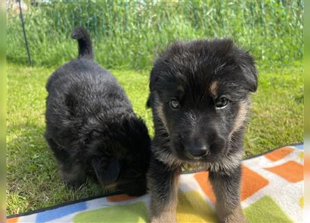 Schäferhund Welpen reinrassig