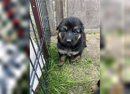 Schäferhund Welpen reinrassig