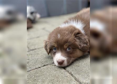 Wunderschöne Aussie Welpen suchen ihre Zweibeiner