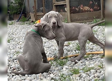 ABGABEBEREIT! Weimaraner Welpen blau und silber