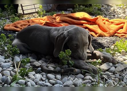 ABGABEBEREIT! Weimaraner Welpen blau und silber