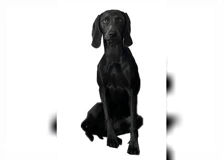 ABGABEBEREIT! Weimaraner Welpen blau und silber