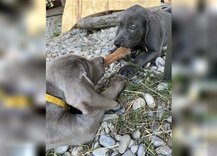 ABGABEBEREIT! Weimaraner Welpen blau und silber