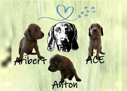 ABGABEBEREIT! Weimaraner Welpen blau und silber