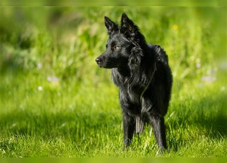 Raffi - intelligenter Prachtkerl sucht neues Glück - Tierhilfe Franken e.V.