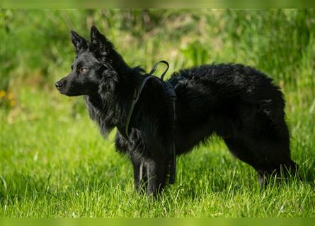 Raffi - intelligenter Prachtkerl sucht neues Glück - Tierhilfe Franken e.V.