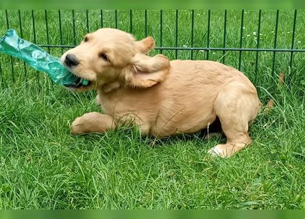 Golden Retriever + Irish Setter, Welpen