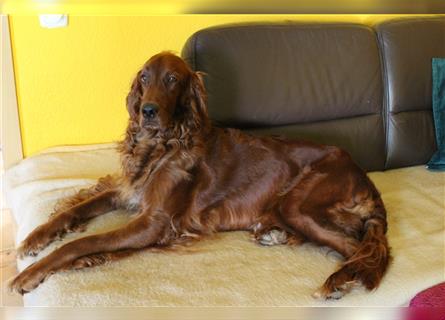 Golden Retriever + Irish Setter, Welpen