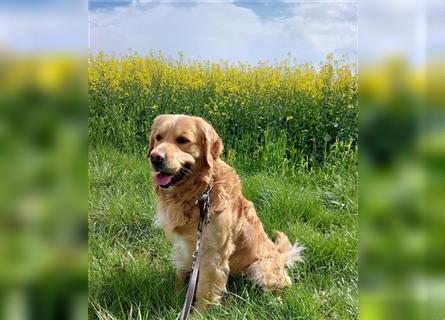 Golden Retriever + Irish Setter, Welpen