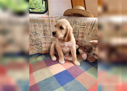 Golden Retriever + Irish Setter, Welpen