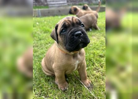 Wunderschöne Mixwelpen - Boxer -Boxer/Cane Corso