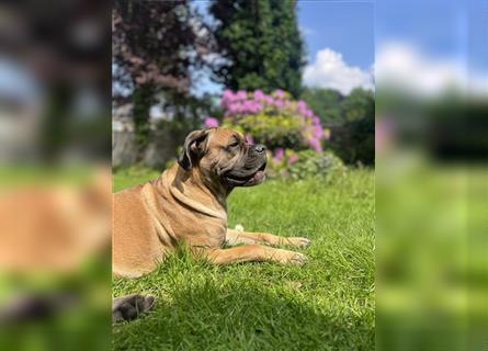 Wunderschöne Mixwelpen - Boxer -Boxer/Cane Corso