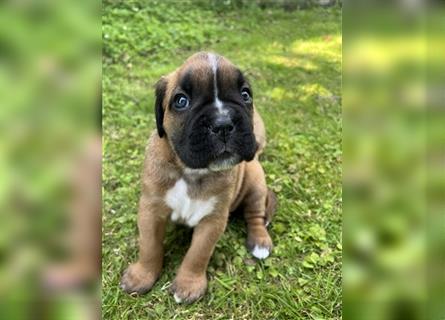 Wunderschöne Mixwelpen - Boxer -Boxer/Cane Corso