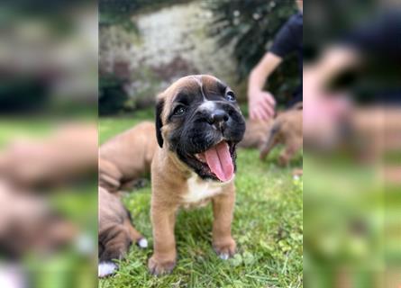 Wunderschöne Mixwelpen - Boxer -Boxer/Cane Corso