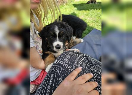 Berner Sennenhund x Bernhardiner Mix Welpen