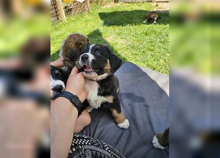 Berner Sennenhund x Bernhardiner Mix Welpen