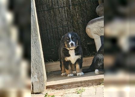 Berner Sennenhund x Bernhardiner Mix Welpen