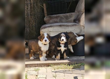 Berner Sennenhund x Bernhardiner Mix Welpen