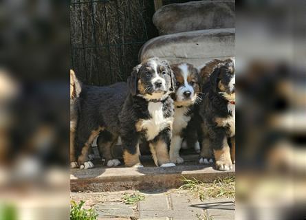 Berner Sennenhund x Bernhardiner Mix Welpen