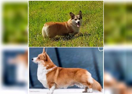 Corgi Welpen